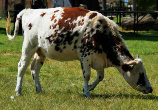 Brown and white cow