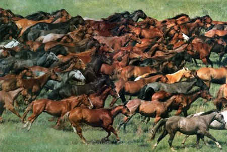 Herd of wild horses on the Southwestern grass plain