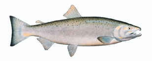 lake trout fish